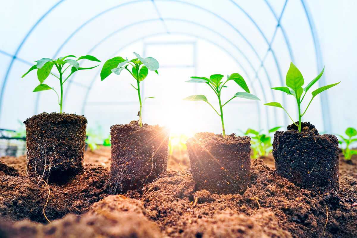Как выбрать подходящий грунт для выращивания рассады?